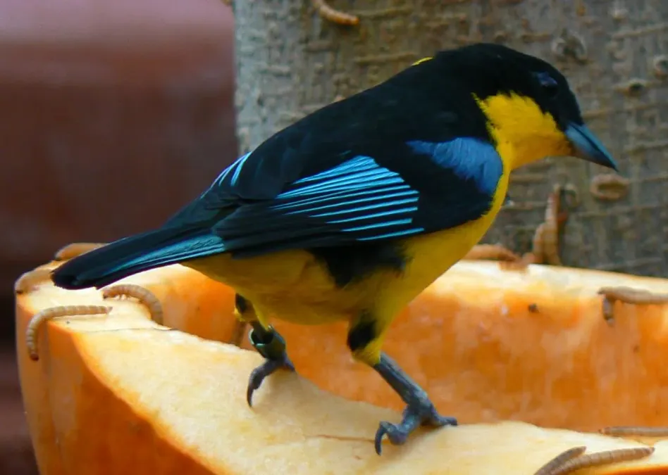 File:Anisognathus somptuosus.jpg