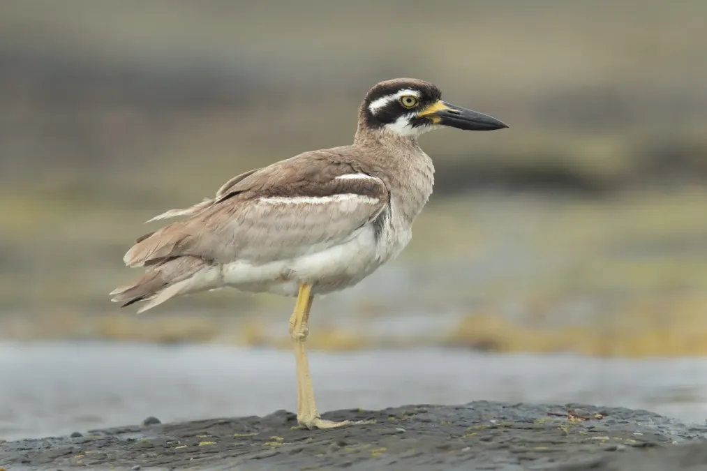 File:Beach Stone-Curlew (Esacus magnirostris), Long Reef, New South Wales, Australia.jpg