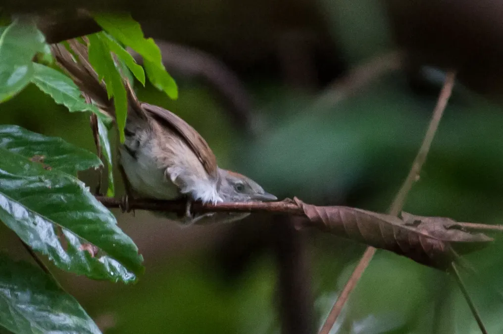 File:Synallaxis beverlyae - Rio Orinoco Spinetail; eastern Venezuela.jpg