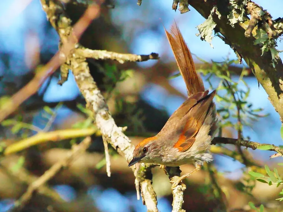 File:Synallaxis albescens australis - Pale-breasted Spinetail; Capivara, Santa Fe, Argentina.jpg