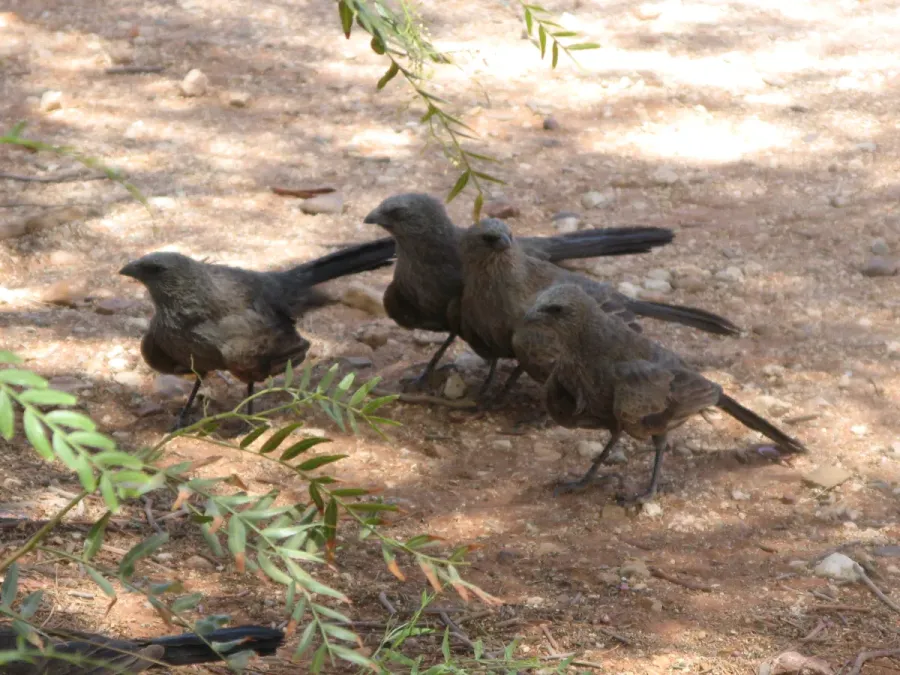 File:Struthidea cinerea lined up.jpg