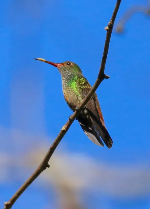 File:Amazilia tzacatl 58753627.jpg