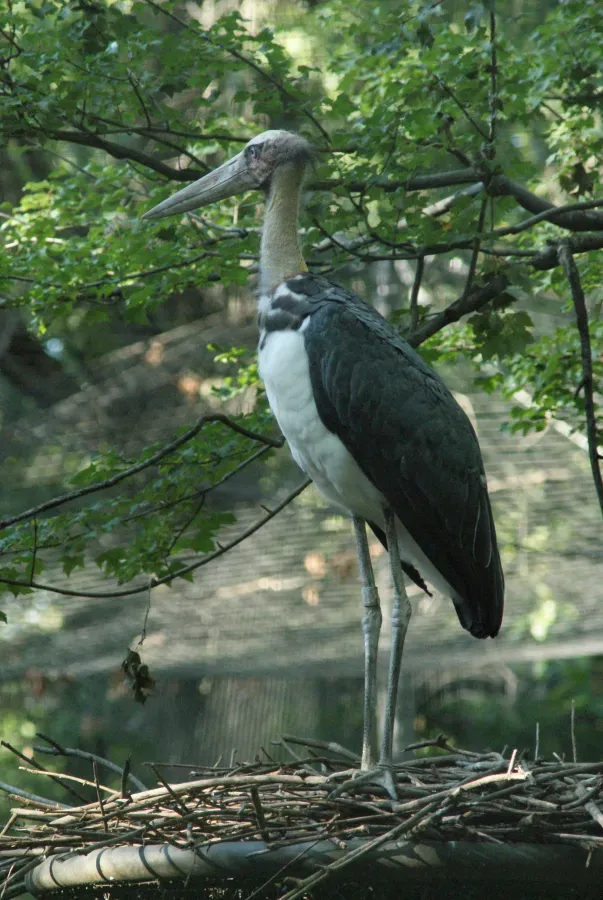 File:Leptoptilos javanicus 1.jpg