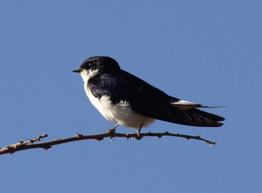 File:Hirundo megaensis Mega (cropped).jpg