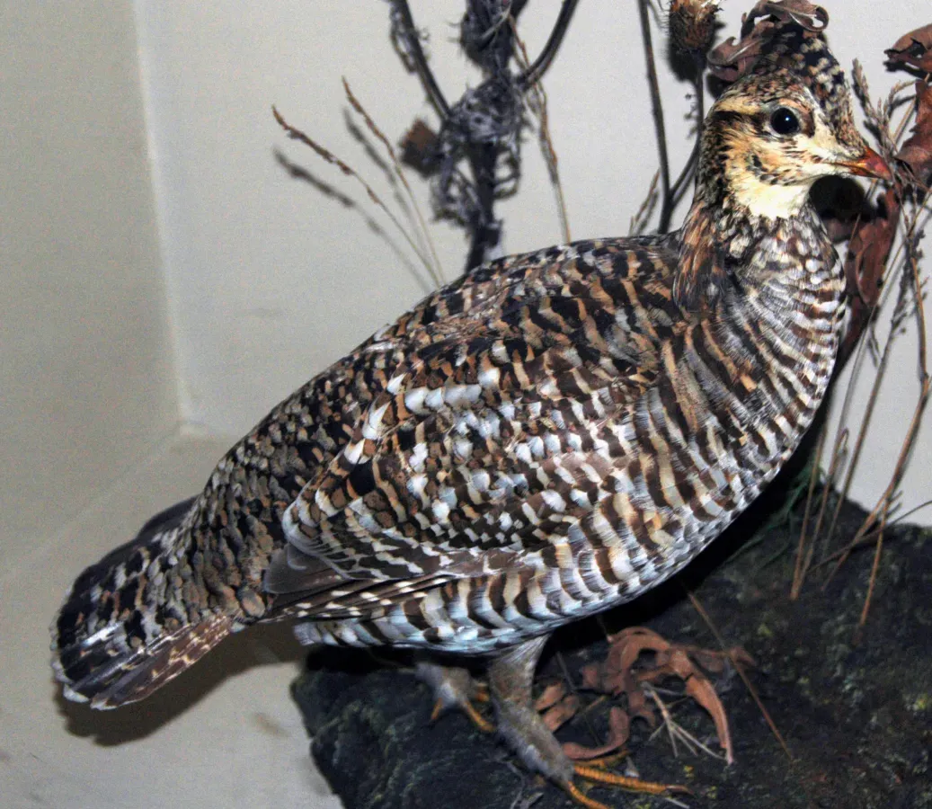 File:Tympanuchus cupido cupido (heath hen) (14966959413).jpg