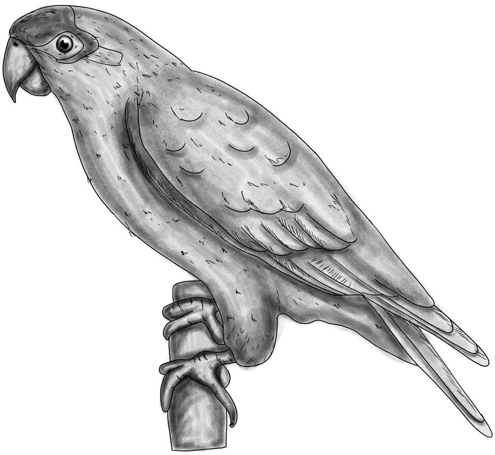 File:Pionopsitta pileata BYN.jpg
