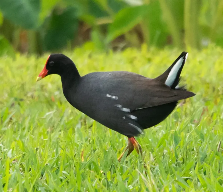 File:Gallinula galeata sandvicensis 29855713.jpg