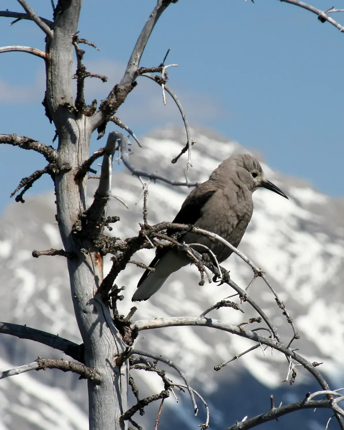File:Nucifraga columbiana Alberta.jpg