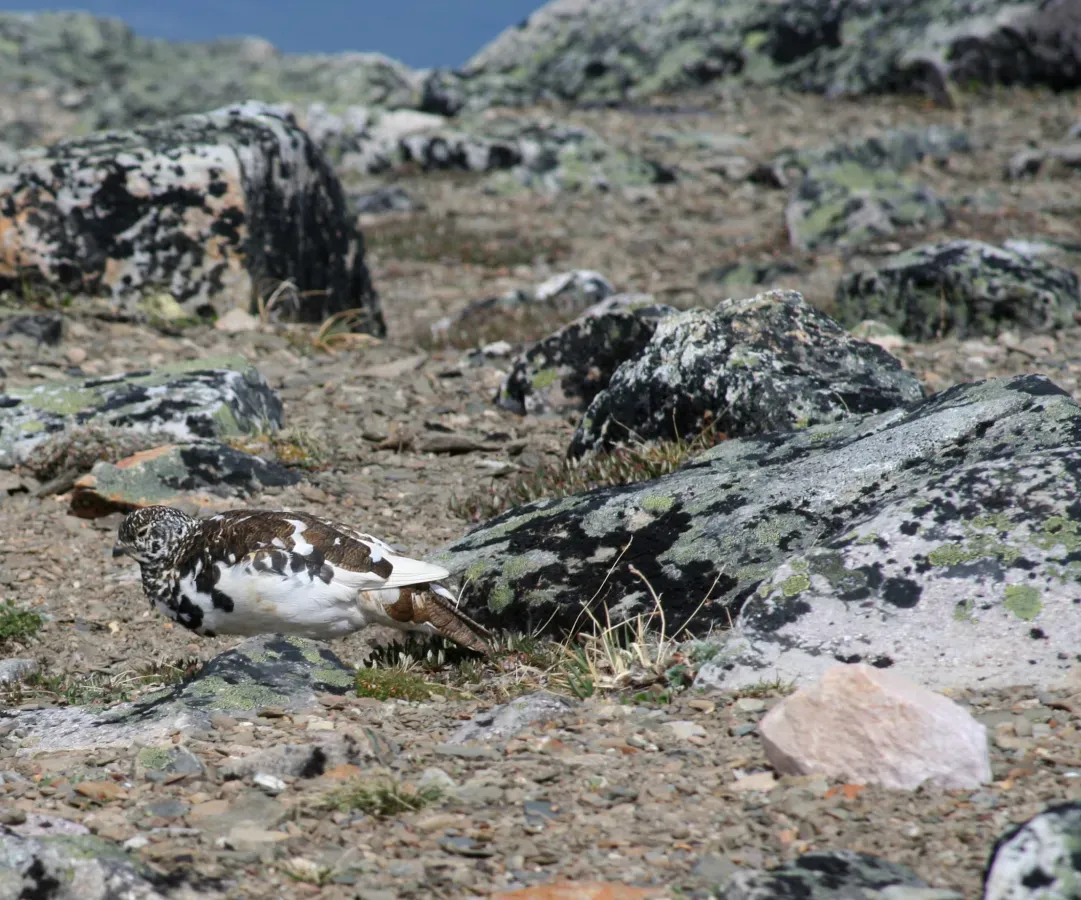 File:Lagopus leucura Whistlers Mt.jpg