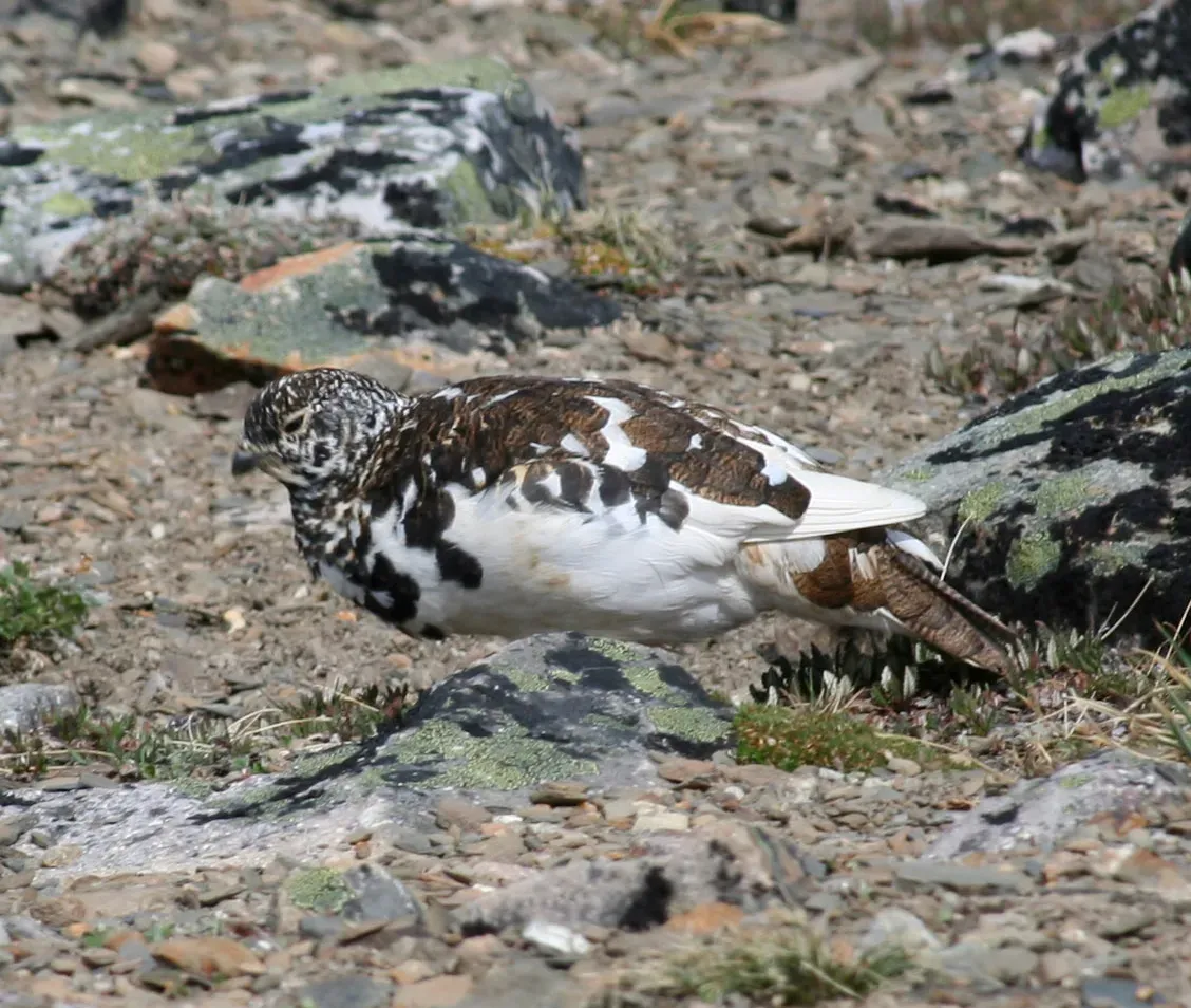File:Lagopus leucura Whistlers Mt-crop.jpg