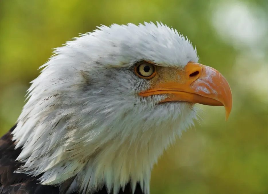 File:Haliaeetus leucocephalus LC0195 edit 1.jpg