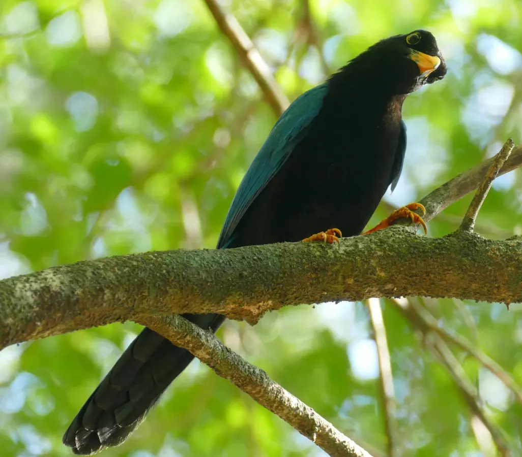 File:Yucatan Jay (Cyanocorax yucatanicus) - Campeche 2020.jpg