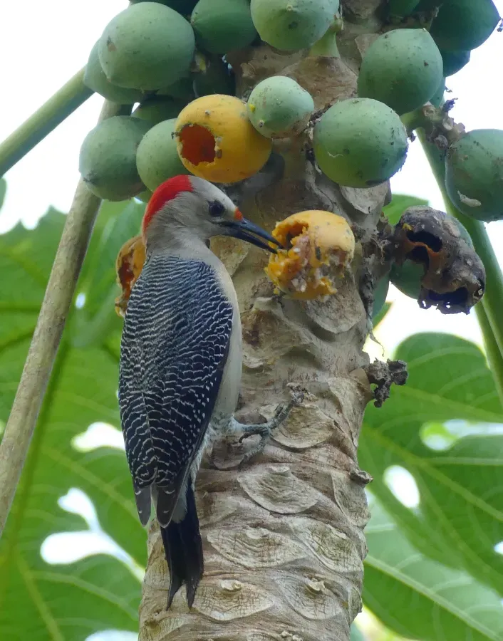 File:Yucatan Woodpecker (Melanerpes pygmaeus) male eating papaya.jpg