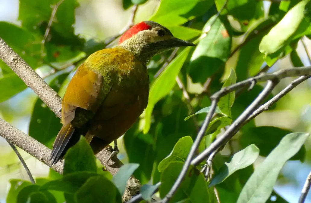File:Golden-olive Woodpecker (Colaptes rubiginosus) female - Edzna Campeche.jpg