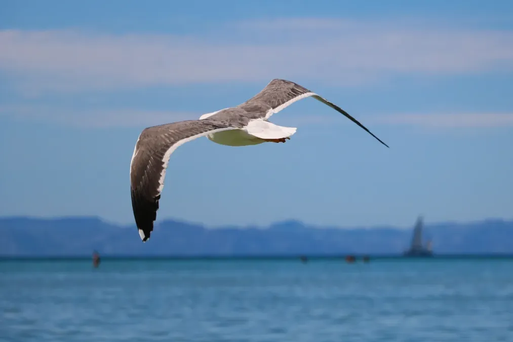 File:Larus livens, Pichilinque, Baja California Sur 2.jpg