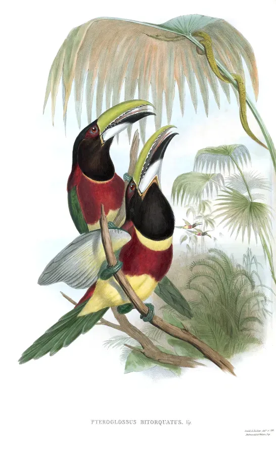 File:Pteroglossus bitorquatus Gould 1854.jpg