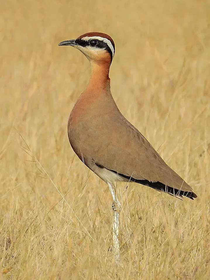 File:Indian courser (Cursorius coromandelicus) Photograph by Shantanu Kuveskar.jpg