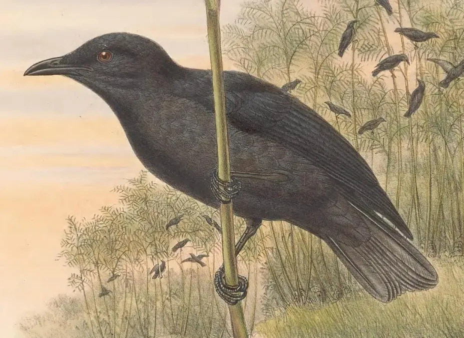 File:Aplonis feadensis - The Birds of New Guinea (cropped) (cropped).jpg