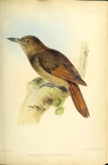 File:Dendrocincla anabatina Wolf.jpg