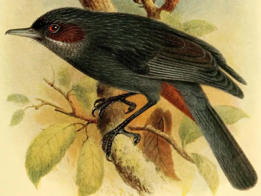 File:The birds of British Guiana (8294025567) Diglossa major.jpg