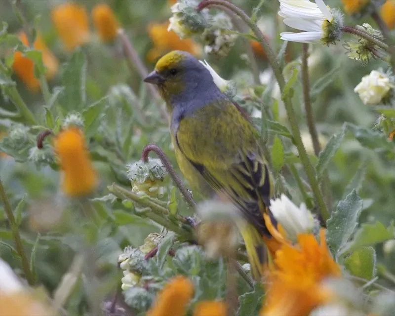 File:Cape Canary (Serinus canicollis).jpg