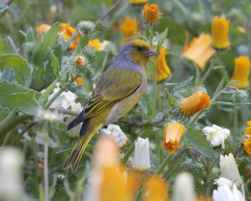 File:Cape Canary (Serinus canicollis) 1.jpg
