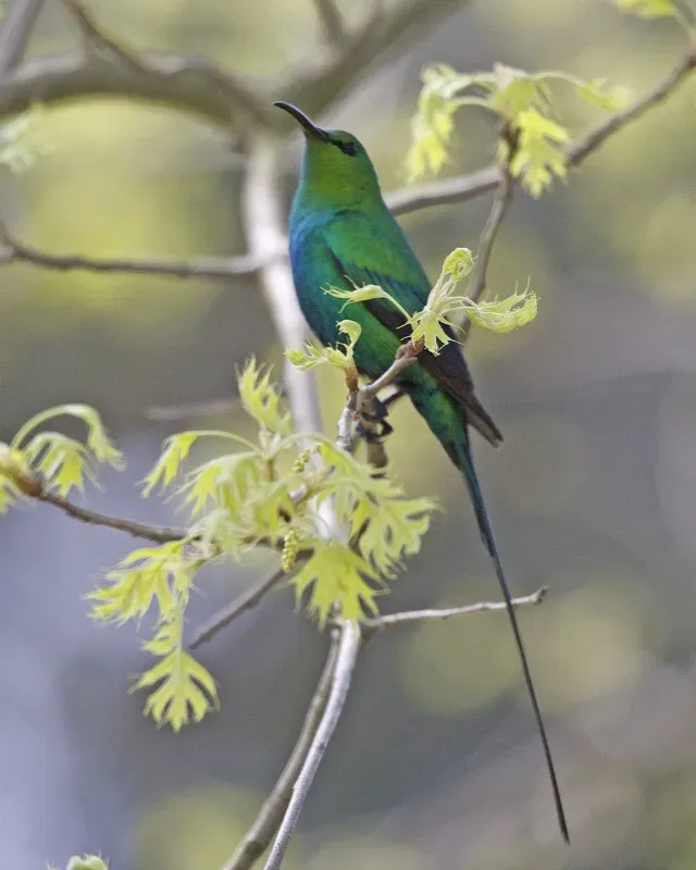 File:Malachite Sunbird (Nectarinia famosa) 3.jpg