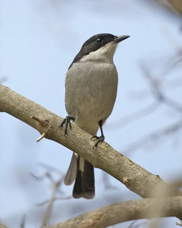 File:Fiscal Flycatcher (Sigelus silens).jpg