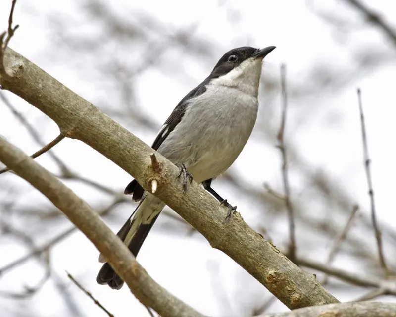 File:Fiscal Flycatcher (Sigelus silens) 1.jpg
