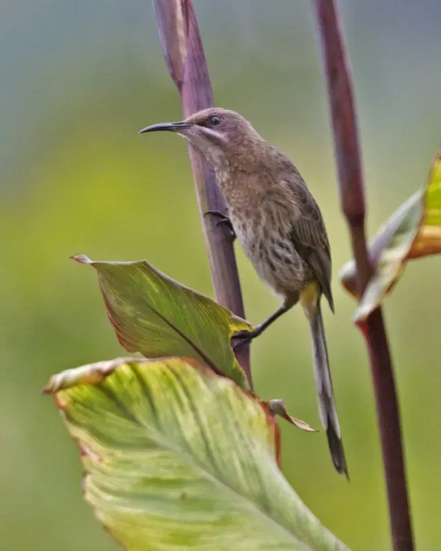 File:Cape Sugarbird (Promerops cafer) 3.jpg