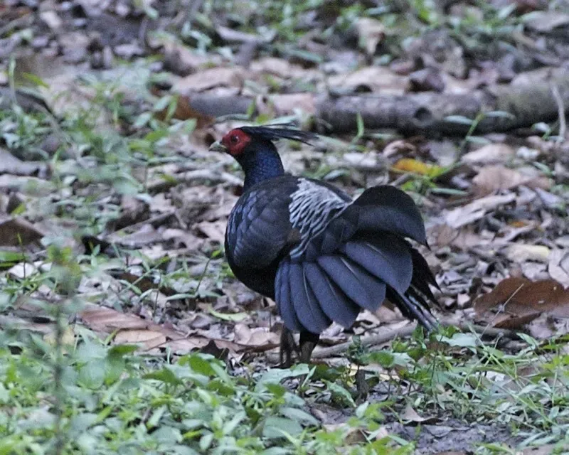 File:Kalij Pheasant (Lophura leucomelanos).jpg