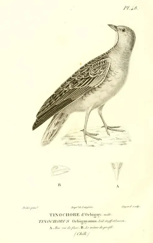 File:Thinocorus orbignyianus Prêtre.jpg