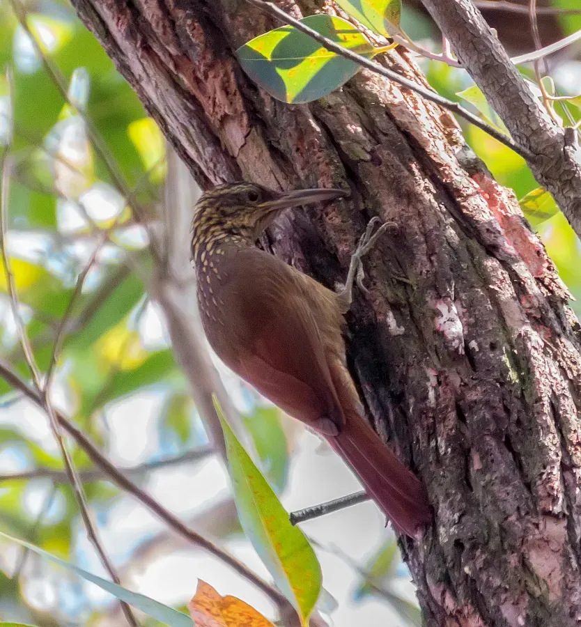 File:Black-banded Woodcreeper - Trepador Tanguero (Dendrocolaptes picumnus) (12891660085) (cropped).jpg
