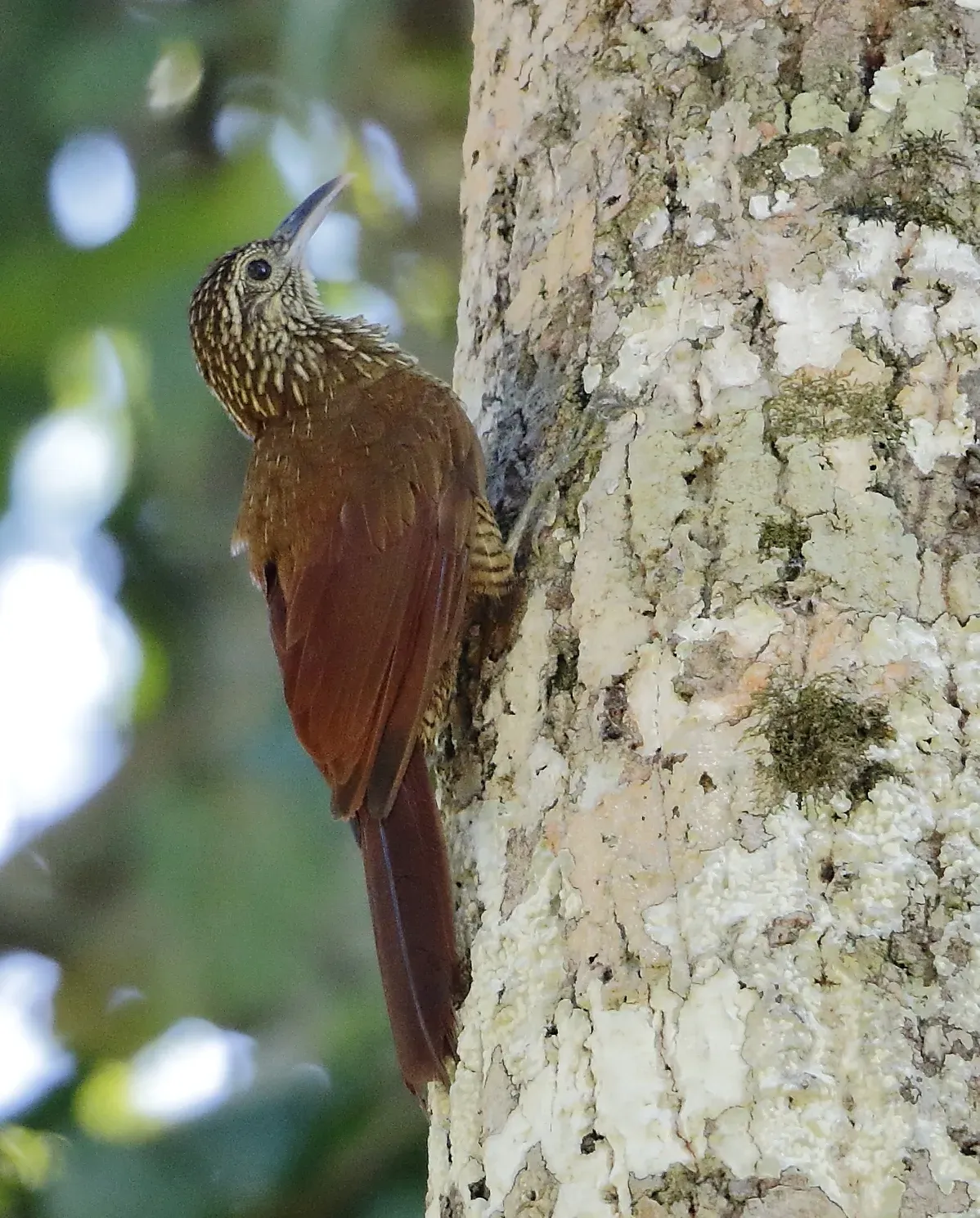File:Dendrocolaptes picumnus validus - Black-banded Woodcreeper; Rio Branco, Acre, Brazil.jpg
