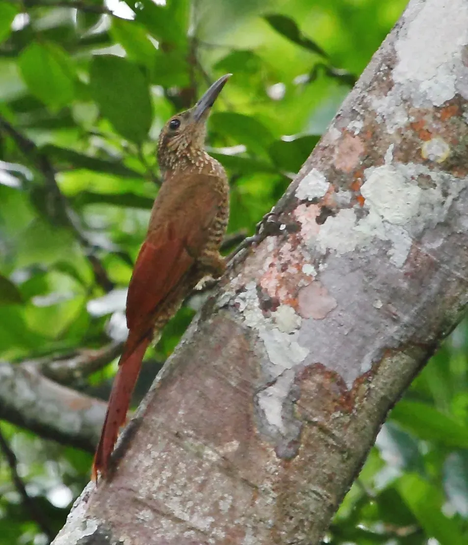 File:Dendrocolaptes picumnus picumnus - Black-banded Woodcreeper; Manaus, Amazonas, Brazil.jpg