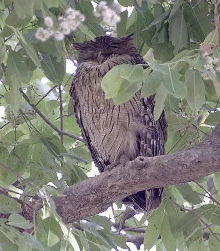 File:Ketupa zeylonensis 1.jpg