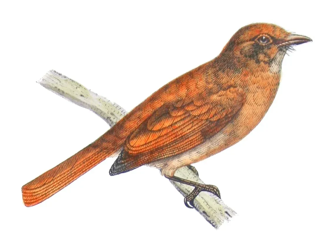 File:Casiornis rufus Castelnau.jpg