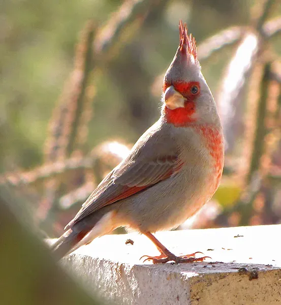 File:Cardinalis sinuatus 3.jpg