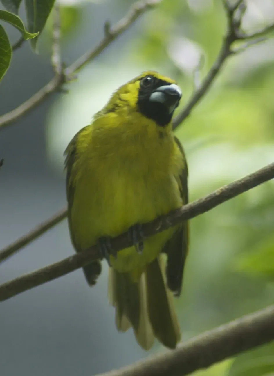 File:Caryothraustes poliogaster 1.jpg