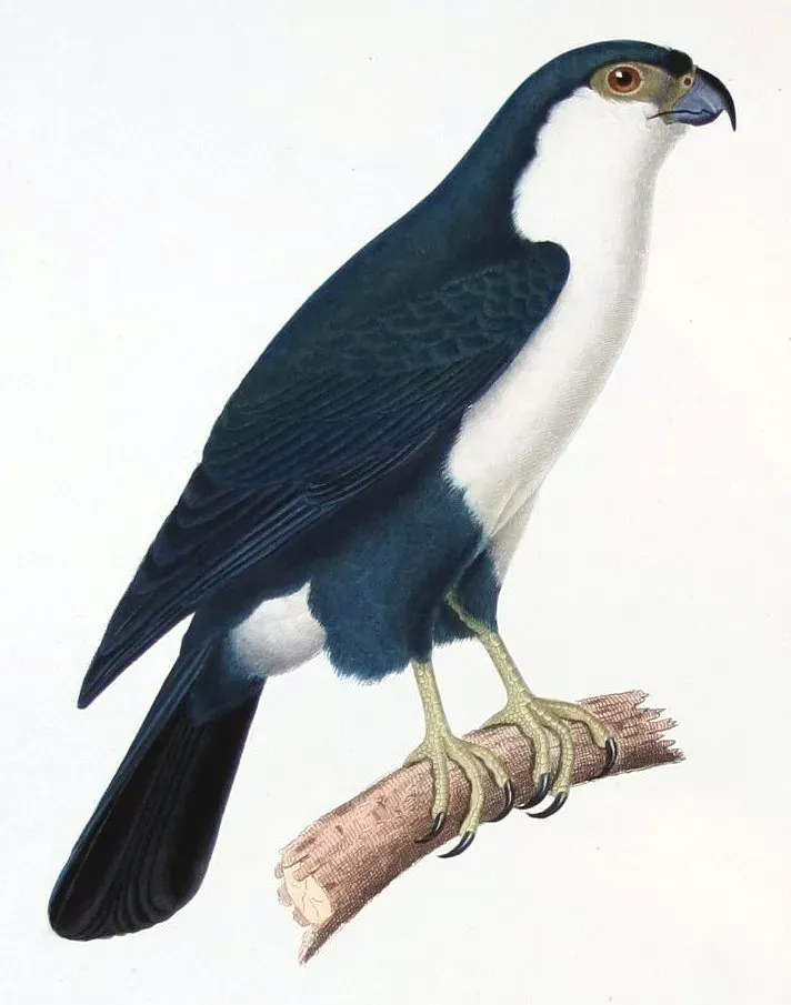File:Microhierax erythrogenys enhanced.jpg