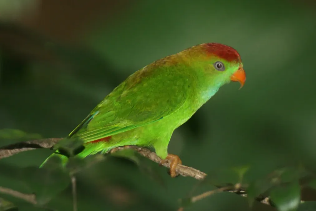 File:Loriculus beryllinus -Sri Lanka -adult-8.jpg