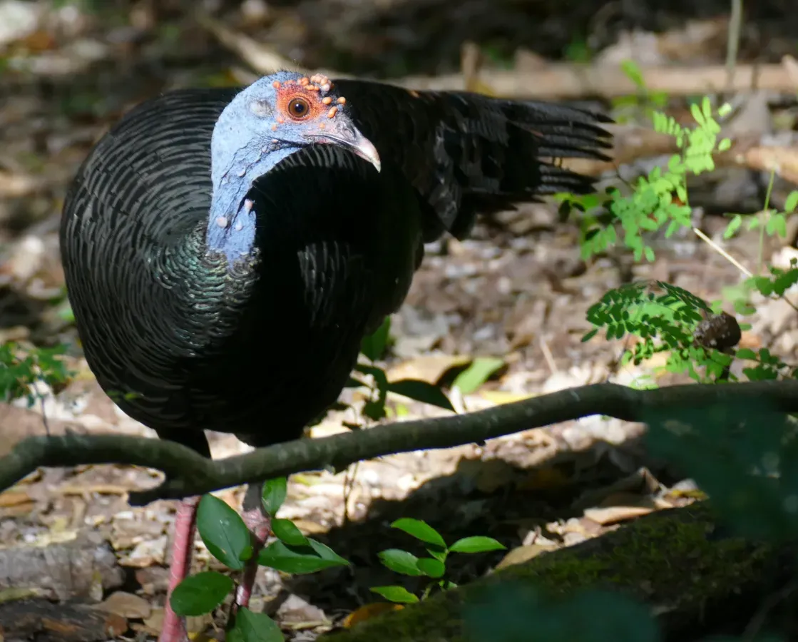 File:Ocellated Turkey (Meleagris ocellata) facing right - Calakmul Biosphere Reserve.jpg