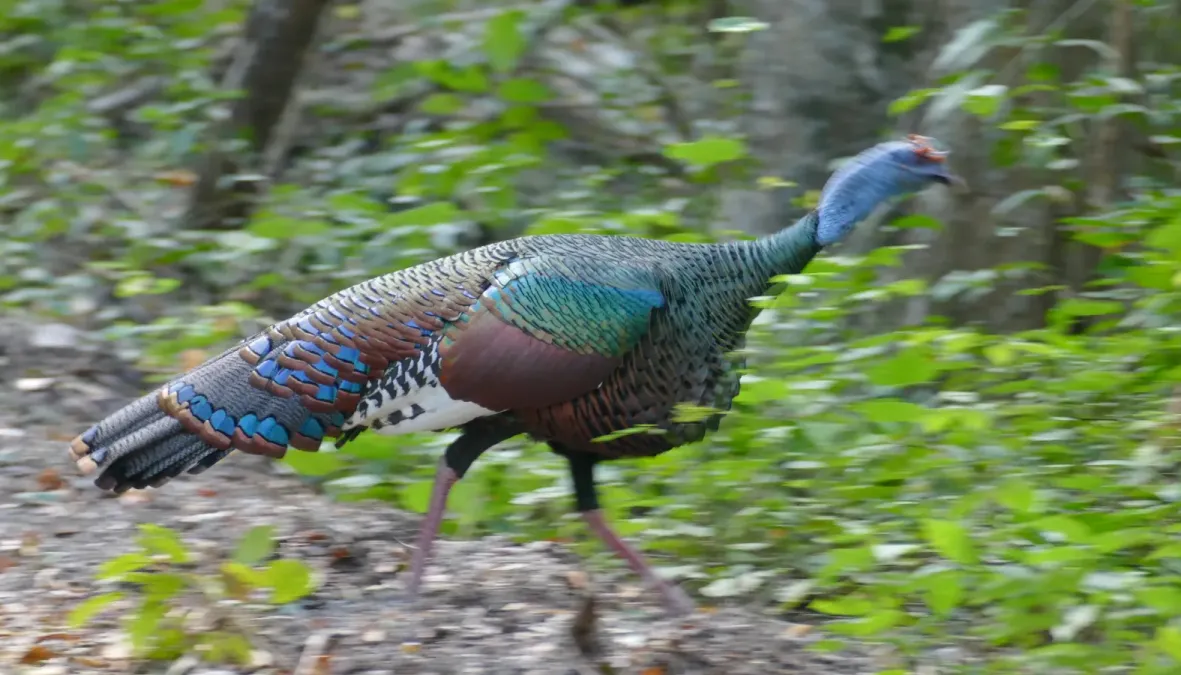 File:Ocellated Turkey (Meleagris ocellata) crossing the road - Calakmul Biosphere Reserve.jpg