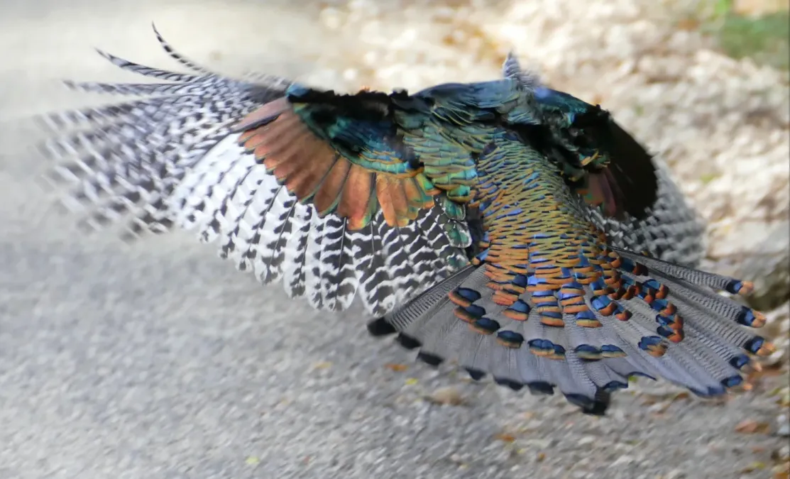 File:Ocellated Turkey (Meleagris ocellata) taking off - Calakmul Biosphere Reserve.jpg