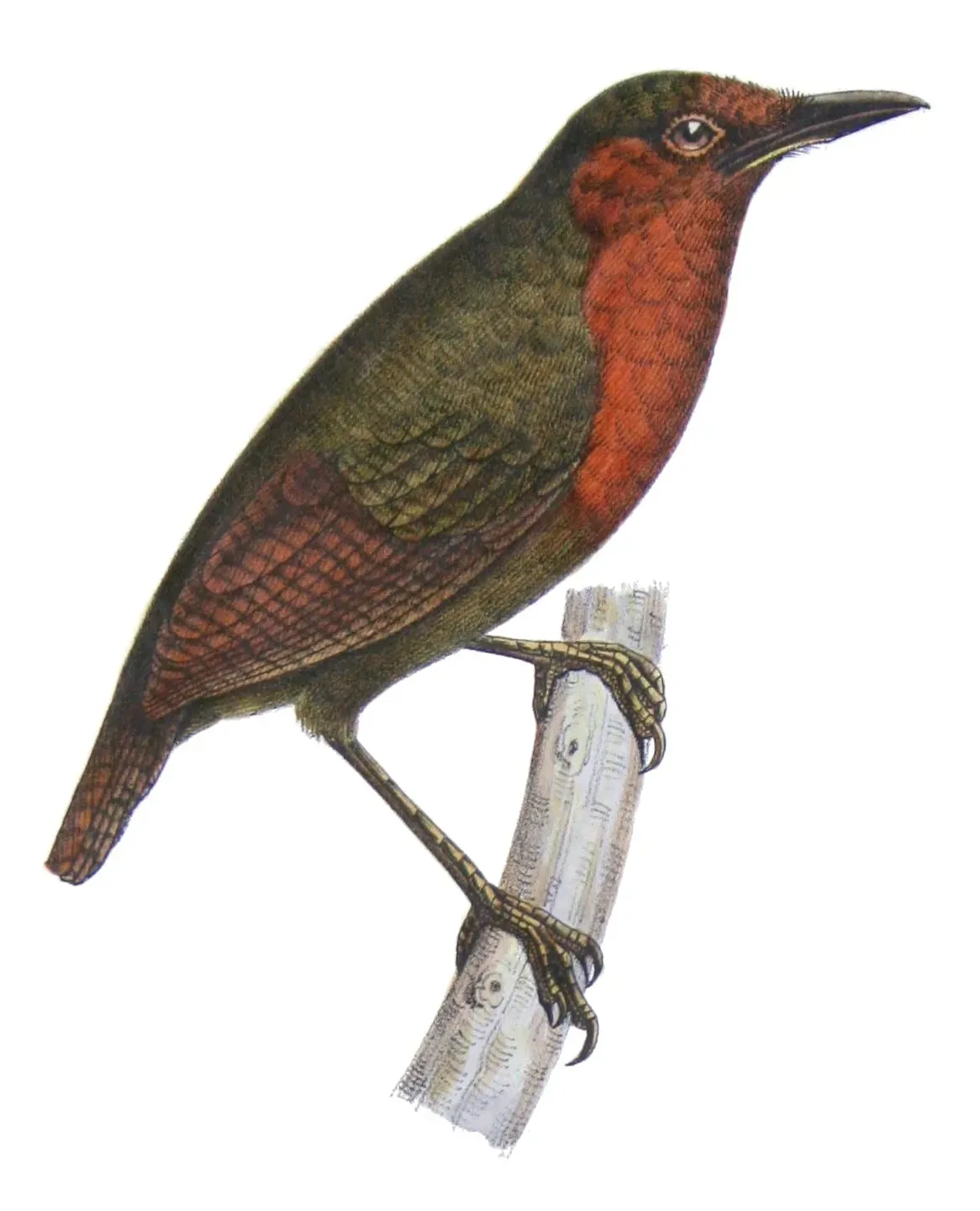 File:Sclerurus rufigularis Castelnau.jpg