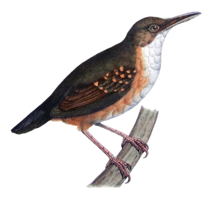 File:Sclateria naevia Castelnau.jpg
