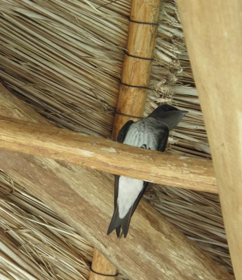 File:Grey-breasted Martin (Progne chalybea) - Bacalar QR.jpg