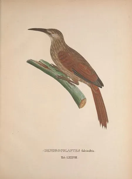 File:Xiphocolaptes falcirostris AviumspeciesnovISpix 0311.jpg