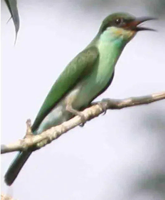 File:Merops viridis.jpg