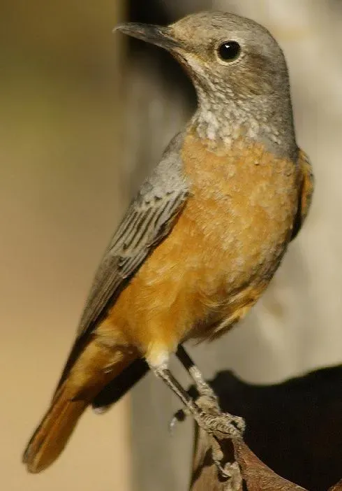 File:Monticola brevipes 1.jpg